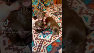 Tiny chocolate yorkies #yorkie #dogs #love #chocolate #family #cutepuppies #daily #twins #bear