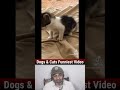 Try Not To Laugh 😂Funny Animals Videos I Funniest Cats &amp; Dogs #funnycats #cat #funnydogs #shorts