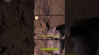 Rats can feel regret (Source Footage : @NatGeo  )