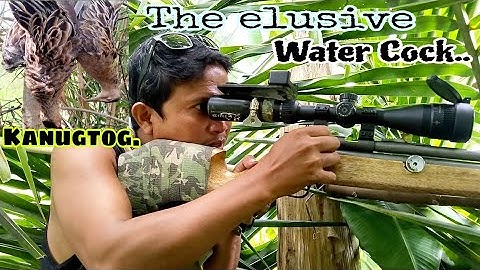 The elusive Water Cock!(KANUGTOG)#hunting #outdoors #hunter #cooking #wildbirds #pestcontrol #airgun