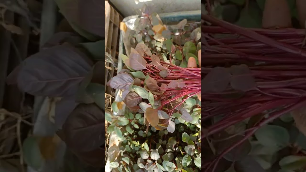 Red Spinach or Red Amaranth 