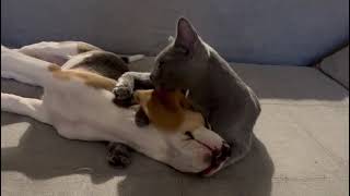 Love beagle & cat by Łaciata Sfora FCI hodowla beagle & shiba inu 241 views 1 year ago 13 seconds