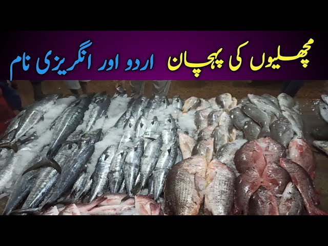 Fish Names English & Urdu  مچھلی کی پہچان #fishnames #informative