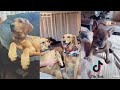 If you're happy and you know it clap your hands - Funny dog reactions Tik Tok compilation