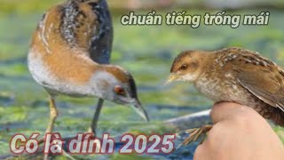 Tiếng Cuốc Lùn , Chim Gõ Ghẻ Gọi Bầy Trống Mái Bẫy Lưới Đêm Ngày Cạnh Tranh 2025 Bẩy Chim Gõ Ghẻ