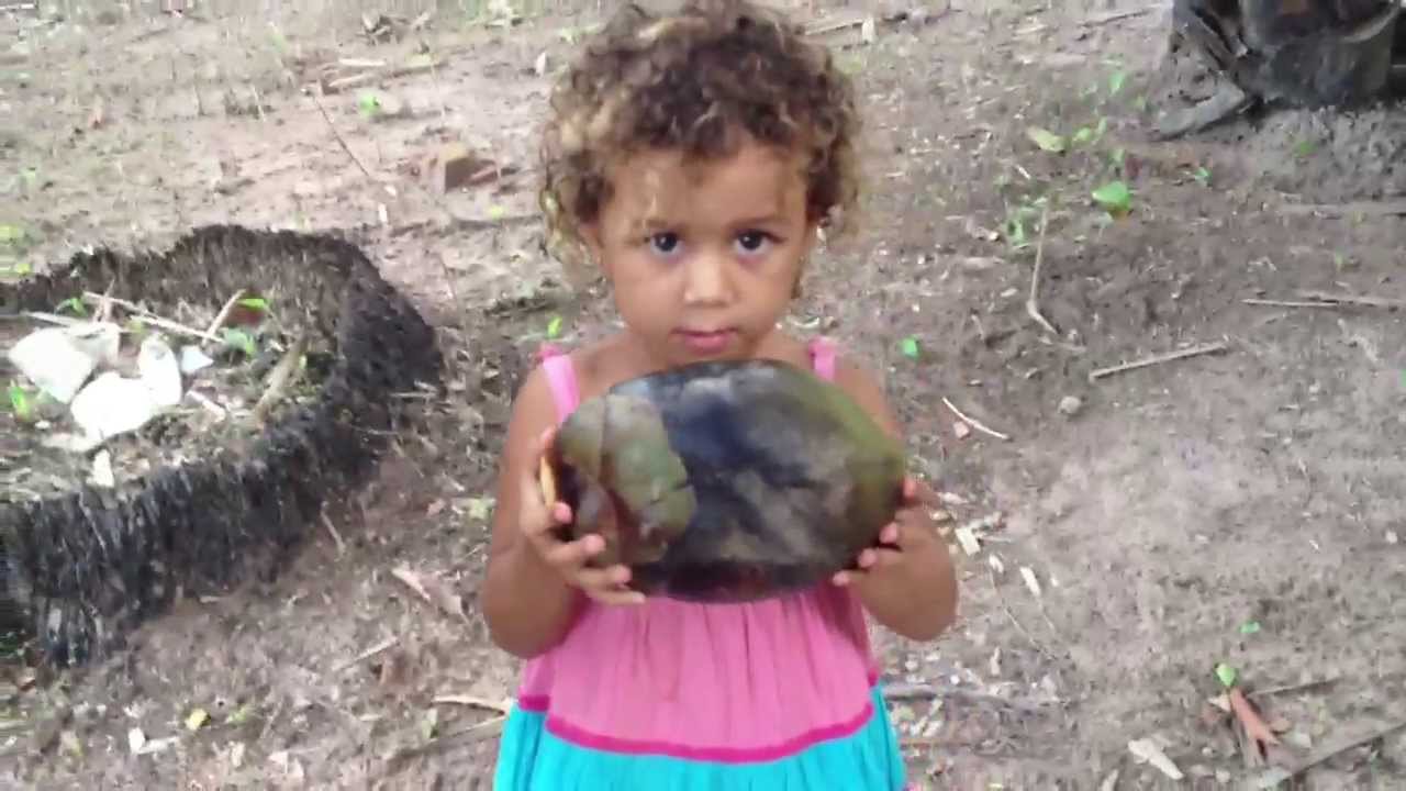 Palm tree bears Coconut nut? YouTube