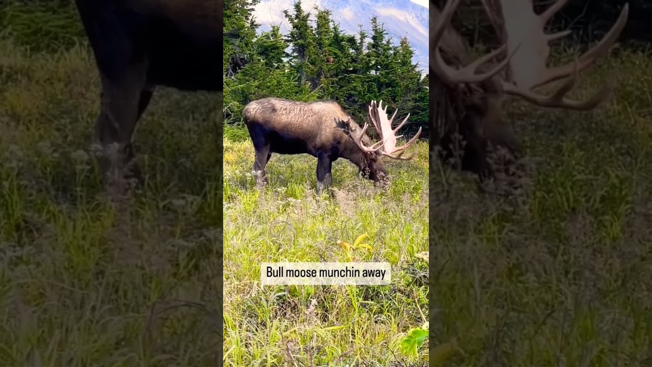 Bull 🐂 Moose eating Grass 
