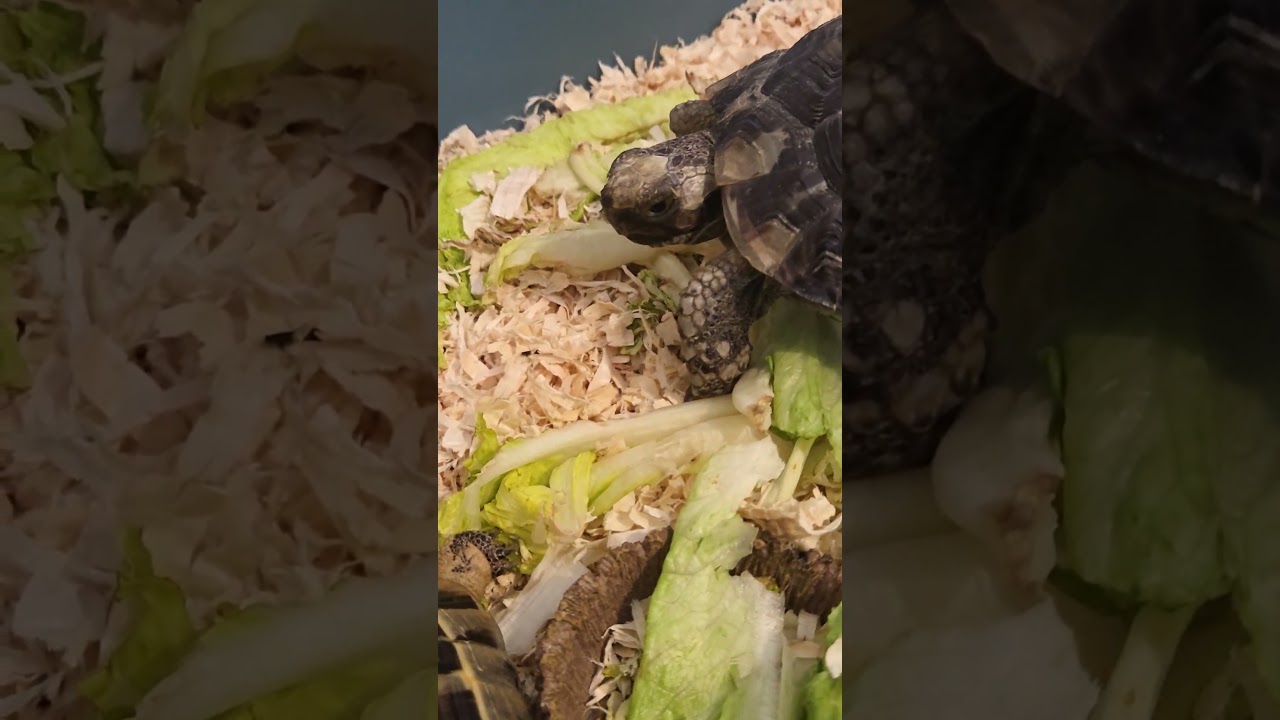 Zippy and Flippy!! Back #travel #safari