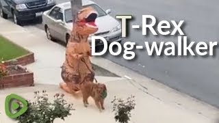 Clever person dresses in T-Rex costume to walk their dog safely