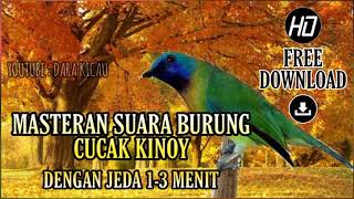 Masteran Burung Cucak Kinoy dengan Jeda 1-3 Menit - Kualitas suara Jernih