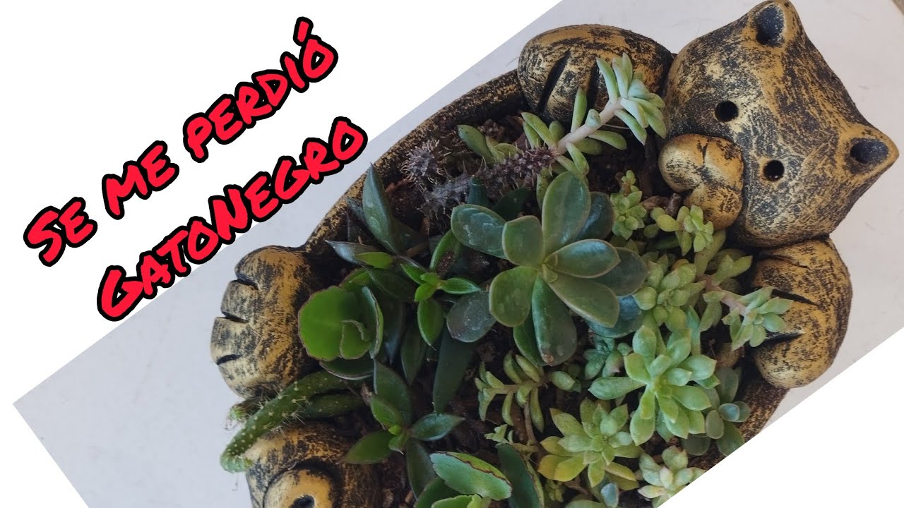 Una maceta de cemento muy especial!