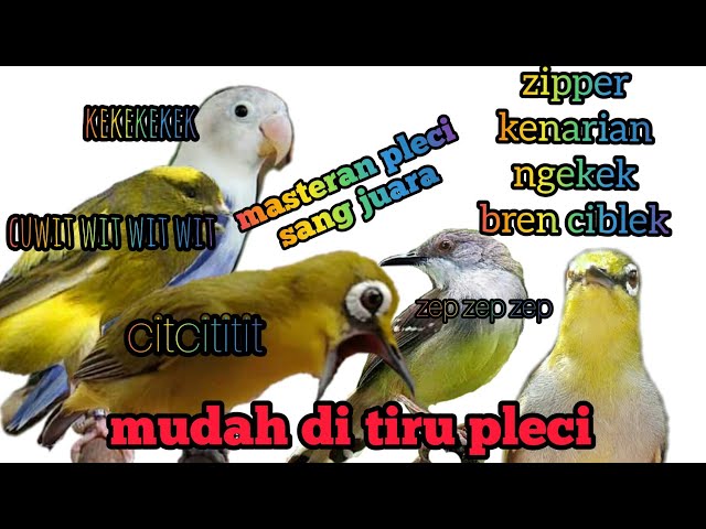 masteran pleci terbaru kenarian lovebird ziper bren ciblek ekek panjang class=