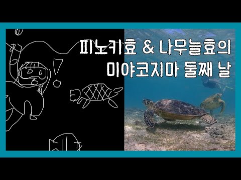 미야코지마 여행 둘째 날 | 관광지가 되기 전 시골여행 | 거북이와 음파음파