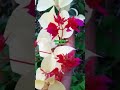 SUPER RARE BOUGAINVILLEA #shorts #shortvideo #flowers #plants #rare