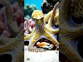 Blue-Ringed Octopus Flashing Neon Before Strike ⚡ Most Dangerous Reef Predator (4K Underwater)