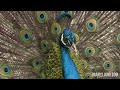 Peacock Dance