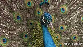 Peacock Dance