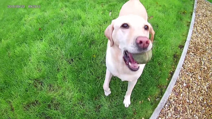 Cute Labrador playing fetch!