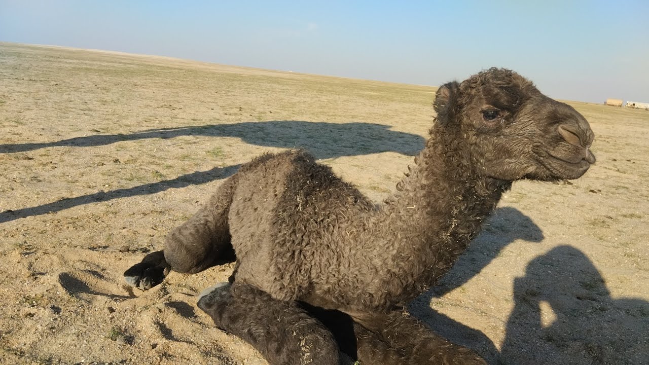 Camel love time || Camels video || animals video || HD Animal Life