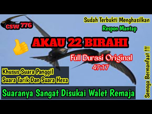 SP AKAU 22 BIRAHI ORIGINAL By CSW776 - SUARA WALET SUDAH TERBUKTI RESPON DISEMUA WILAYAH class=