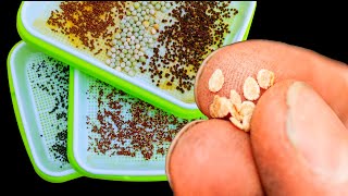 7 FATAL MISTAKES Why Seeds Not Germinating or Sprouting