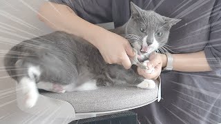 How I Trim My Cats’ Claws