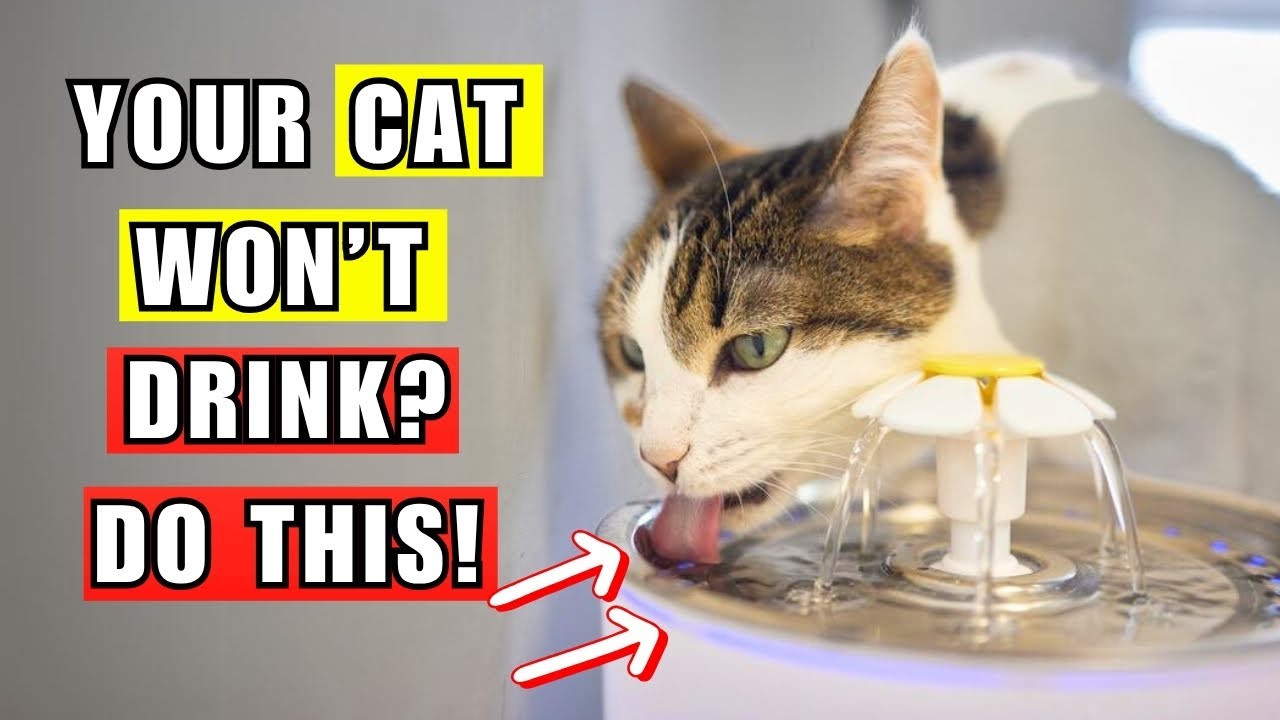 Cat Not Drinking Water? Here’s What You Should Do NOW!