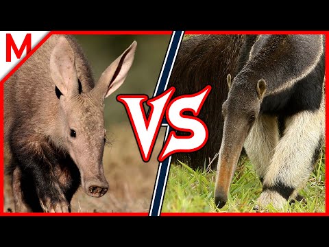 Video: Rozdíl Mezi Aardvark A Mravenečník