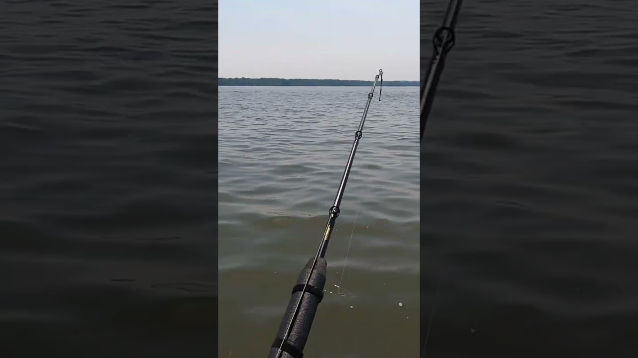 Massive Catfish: Why You DON'T SET THE HOOK 