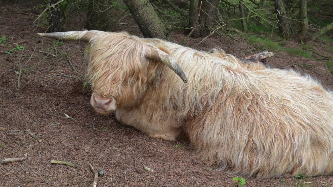 Skærbæk Mølle Golfklub