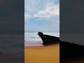 Abandoned Boat at Thumba Beach 🌊 | Kerala’s Hidden Coastal Story