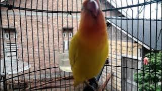 Gilaaa Lovebird Harga Cuma 200k Full Isian