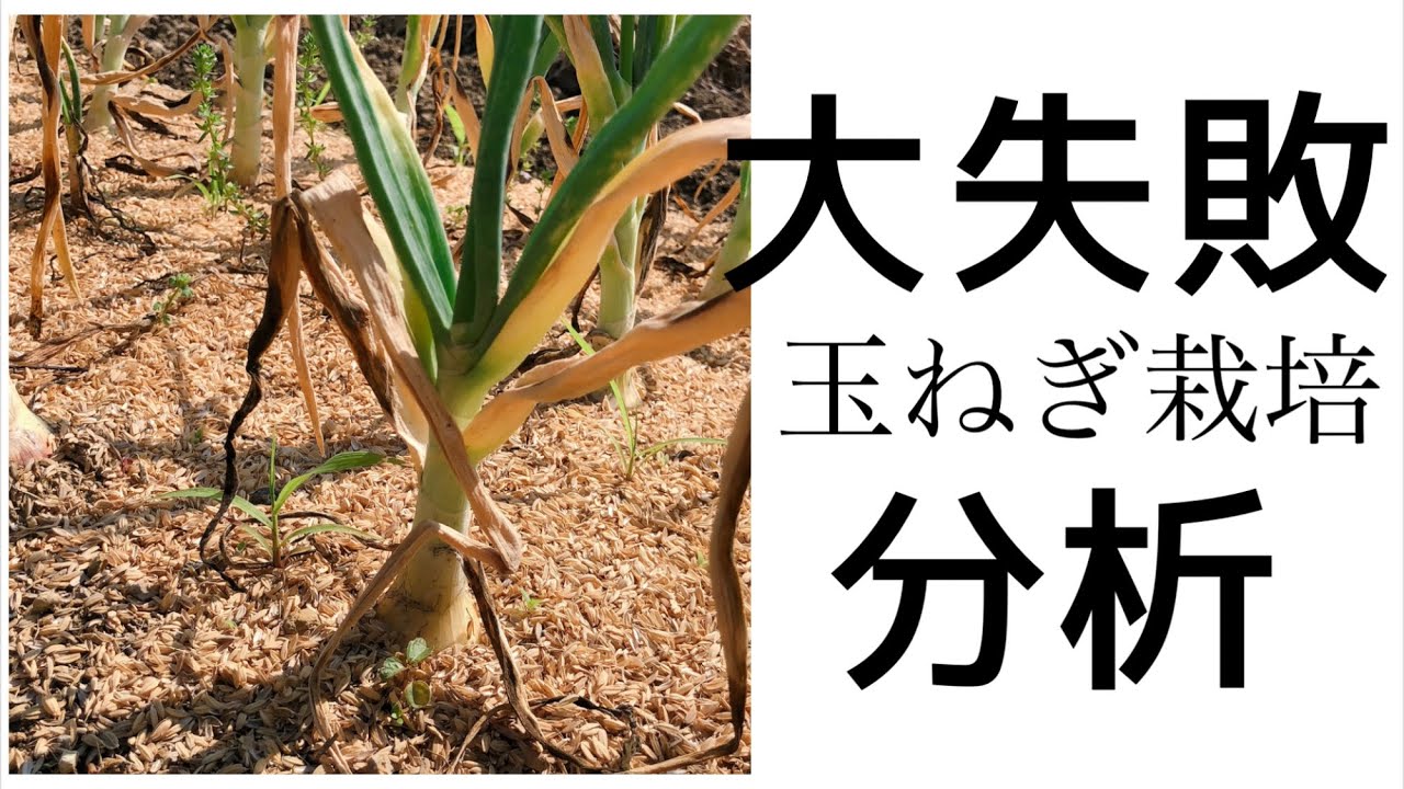 玉ねぎ 栽培 失敗