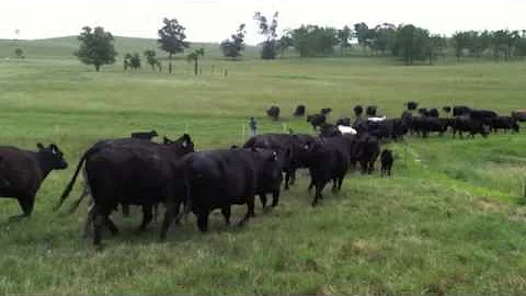 Jeanne Hoffman Moving the Cows