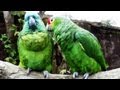 Tropical Birdland HD (40min)