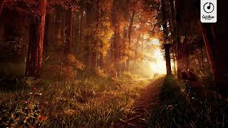 Tollan Kim & Dulai - Sweet Sunset