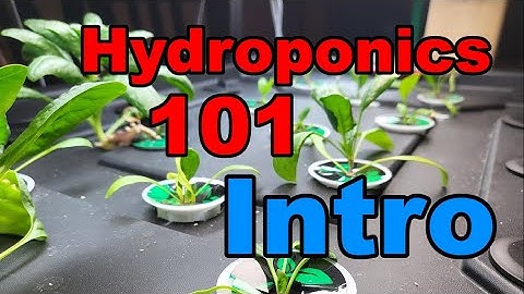 Hydroponics 101 Ep 1: Introduction to Hydroponics (Beginners Guide)