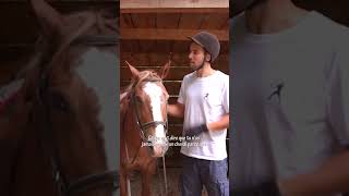 L’équitation c’est un sport, c’est même aux jeux olympiques !
