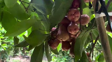 Vườn mận an phước e Toàn sau khi dung SP Cty Minh Quân trái đạt và hạn chế thối hiệu quả cao…