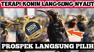 SUARA KONIN PIKAT PANCINGAN TERBAIK KONIN OMBYOKAN LANGSUNG RESPON