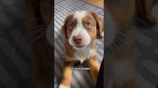 I am your PUPPY ✨ SO CUTE! #australianshepherd #cuteanimals #dog #puppy