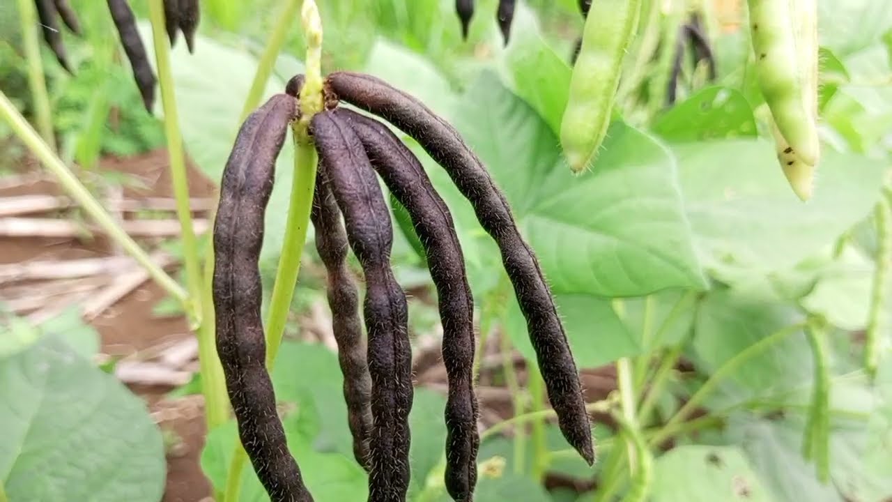 Harvest Time Monggo Beans | Backyard and Lifestyle Vlogs