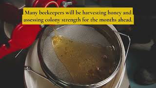 Bee Ready - Tips For Beekeepers (August 2026 Edition)