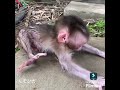 捨て子 ボランティアさん保護して下さい
