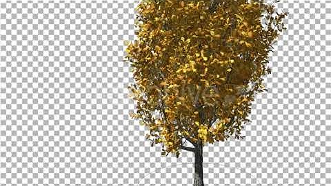 Cypress Oak Tree Yellow Swaying Branches Leaves | Motion Graphics - Envato elements