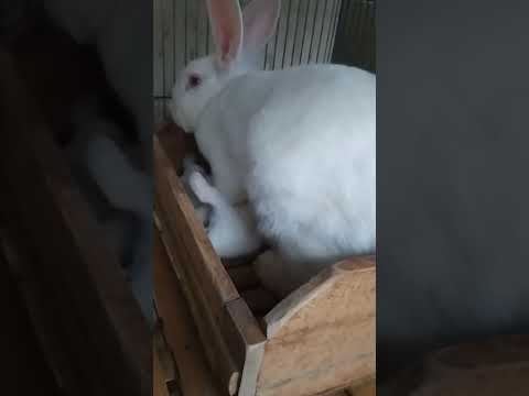 mama cantik menyusui anak anak nya#shorts #kelinci #rabbit