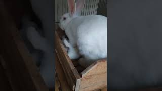 Mama Cantik Menyusui Anak Anak Nya