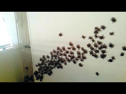 تصویری: Spider Invasion Spooks دهکده هند