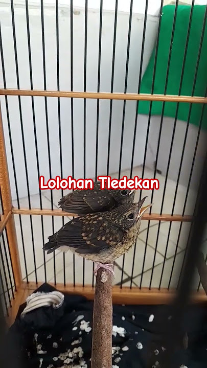 Anakan burung Tledekan - Anis binbin