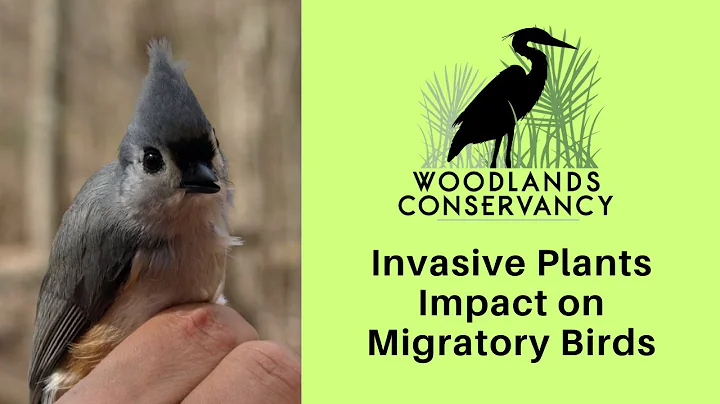 Invasive Plants Impact on Migratory Birds: Woodlands Conservancy in Southeastern Louisiana